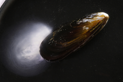 Emission des produits génitaux chez une Moule mâle